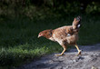 Chicken walking