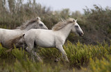 Fototapeta Konie - Beautiful horses running