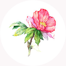 Watercolor Pink Wild Rose. Vector Floral Illustration