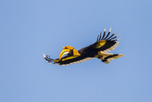 Full Wings Flying Great Hornbill (Buceros Bicornis)