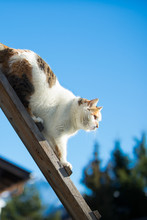 Female Cat Walking Down A Woodenb Ladder At Blue Sky
