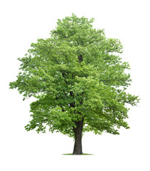 maple tree