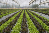 Fototapeta  - Lettuce crops in greenhouse