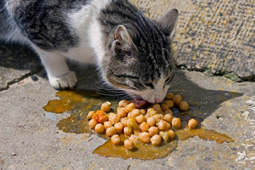 Gato comun comiendo garbanzos del cocido en el suelo