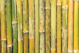 Fototapeta Sypialnia - Green bamboo wall texture or background