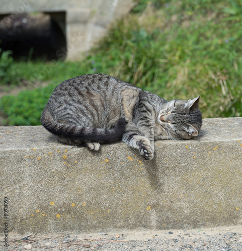 Chat Allonge Sur Un Muret Photo Stock Adobe Stock Chat Allonge Sur Un Muret Photo Stock Adobe Stock