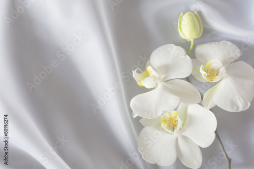 Naklejki storczyki  biala-orchidea-na-bialym-tle