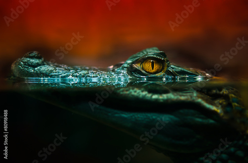 Plakat krokodyl aligator z bliska