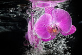 Pink tropical orchid under water