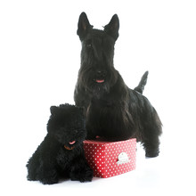 Scottish Terrier And Toy