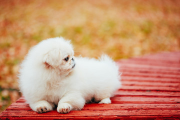 White Pekingese Pekinese Peke Whelp Puppy Dog Sitting On Wooden