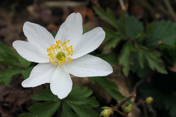 Wall Mural - White anemone