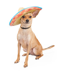 Wall Mural - Cute Chihuahua Dog Wearing Mexican Sombrero