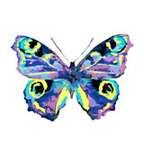 Fototapeta Motyle - butterfly660