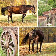 Collage Of Beautiful Brown Horse In Pasture