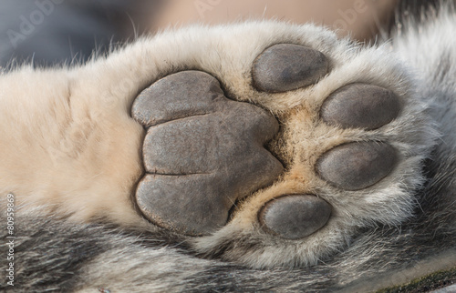 Snow Leopard paw macro - Buy this stock photo and explore similar