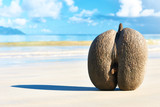 Fototapeta Natura - Sea's coconuts (coco de mer) on beach at Seychelles