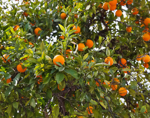 Wall Mural - Brunches with tangerine fruits