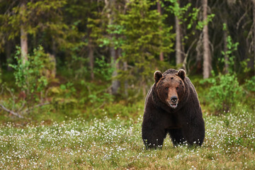 Wall Mural - beautiful big brown bear in finnish taiga