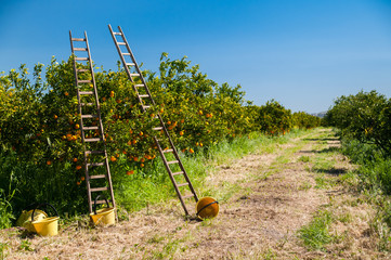 Wall Mural - Harvest season