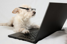 Light Brown Terrier With Glasses Looking At Laptop
