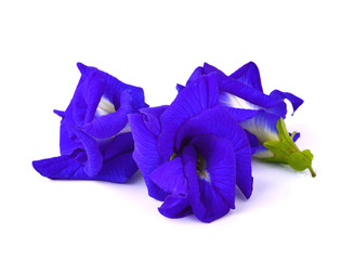 Butterfly Pea flower on white background