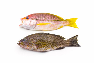 Red Snapper Fish and  areolate grouper (epinephelus areolatus) f