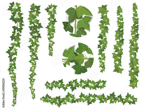 Cuadros en Lienzo set of brushes ivy vine branches