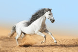 Fototapeta Konie - White horse runs in dust