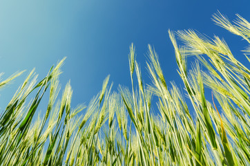 green cereal plant under deep blue sky