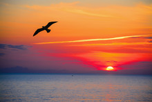 Seagull Silhouette In An Orange Sky