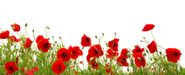 Wall Mural - red poppy