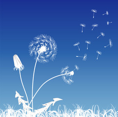  White dandelions on a blue background
