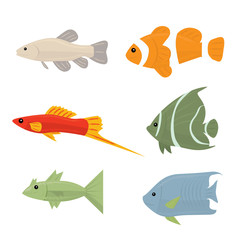 Collection of tropical fish