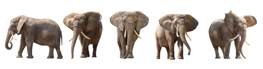 african elephants isolated on white