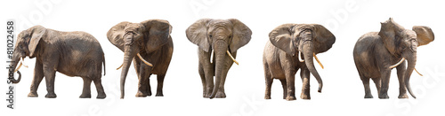 African elephants isolated on white Wallpaper Mural