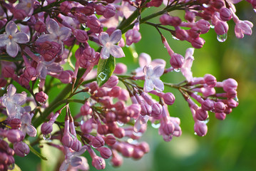 Lilac tree with purple blossom flowers in spring garden