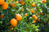 Fototapeta  - Orange trees with ripe fruits