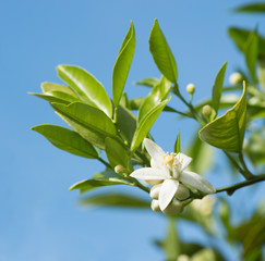 Wall Mural - Orange Blossoms