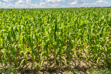 Wall Mural - Green corn field