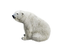 Polar Bear Sitting,  Isolated On A White Background