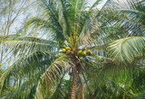Fototapeta Łazienka - Palm trees