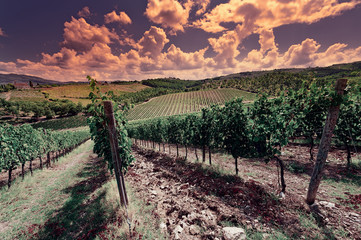 Canvas Print - Vineyard