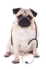 Wall Mural - funny pug dog with stethoscope isolated on white