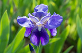 iris bleu