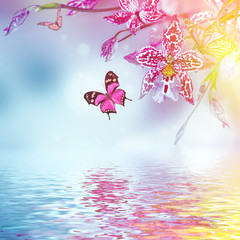 Fototapete - Floral background of tropical orchids, butterfly
