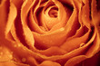 macro of orange rose