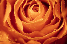 Macro Of Orange Rose
