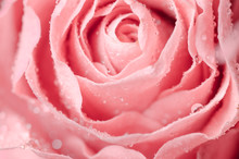 Macro Of Pink Rose