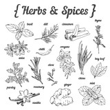 Hand sketched herbs and spices on white background